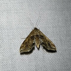 Cataclysta lemnata
