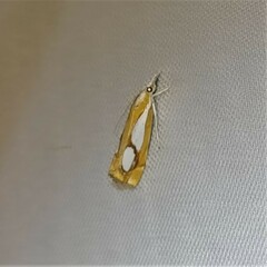 Catoptria pinella