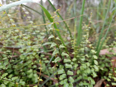 Lindsaea linearis