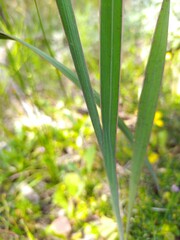 Watsonia marginata