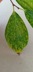 Zelkova serrata