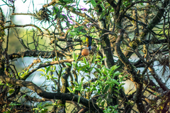 Rauenia bonariensis