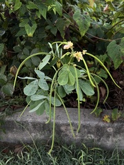 Senna obtusifolia