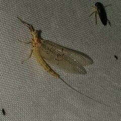 Ephemera glaucops