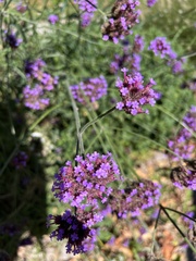 Verbena rigida