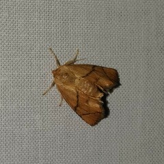 Apoda limacodes