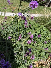 Verbena rigida
