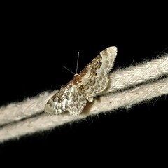 Idaea rusticata