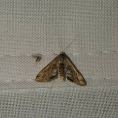 Cataclysta lemnata