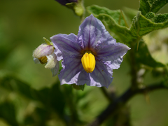 Solanum linnaeanum