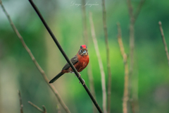 Coryphospingus cucullatus