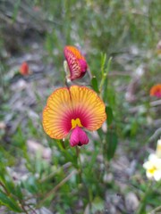 Isotropis cuneifolia