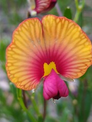 Isotropis cuneifolia