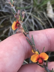Dillwynia sericea