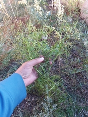 Sphallerocarpus gracilis