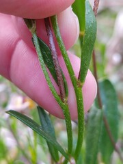Isotropis cuneifolia