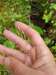 Deschampsia cespitosa
