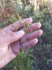 Sphallerocarpus gracilis