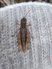 Chorthippus macrocerus