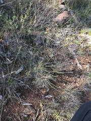 Dillwynia sericea