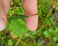 Deschampsia cespitosa