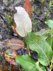 Salix pseudomonticola