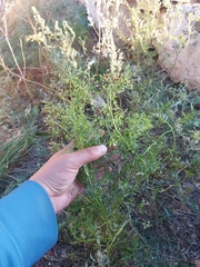 Sphallerocarpus gracilis