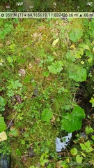 Deschampsia cespitosa