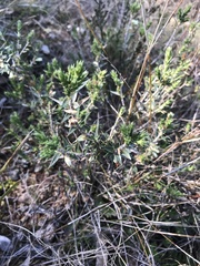 Melichrus urceolatus