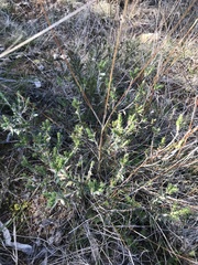 Melichrus urceolatus