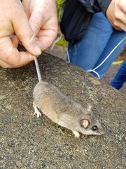 Peromyscus mexicanus