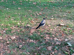Corvus cornix
