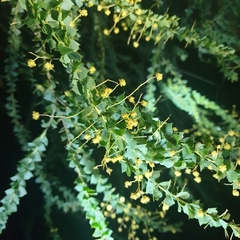 Acacia pravissima