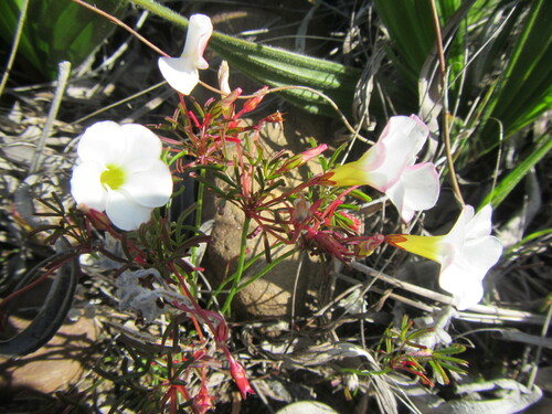 Image of Oxalis goniorhiza by (c) douglaseustonbrown, some rights reserved (CC BY-SA)