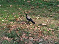 Corvus cornix