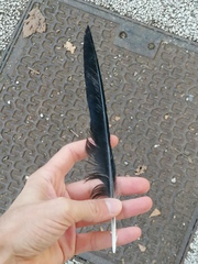 Corvus cornix