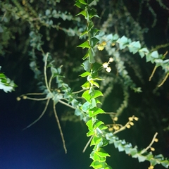 Acacia pravissima