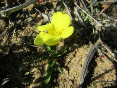 Moraea fugacissima