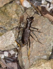 Odontocheila cayennensis