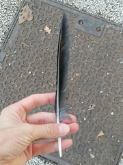 Corvus cornix