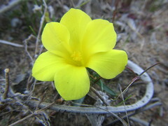 Moraea fugacissima