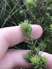 Pultenaea subspicata
