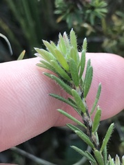 Pultenaea subspicata
