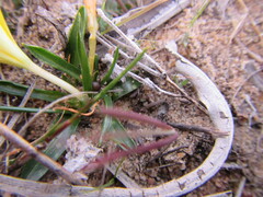 Moraea fugacissima