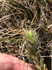 Pultenaea subspicata