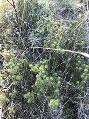 Pultenaea subspicata