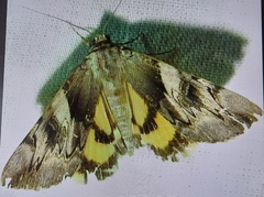 Catocala fulminea