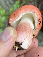 Cortinarius puniceus