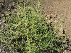 Amaranthus albus