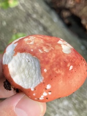 Cortinarius puniceus